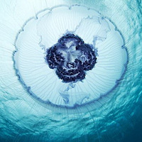 ������Өˮĸ��Ӱ