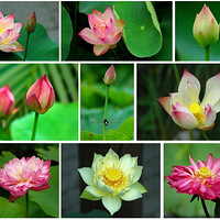 ����������  ��Ժ�ǳ���