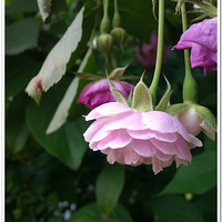 ����HTC G6�ֻ�����Ϫ�������ĵĻ�����ҿ��Բ²»�������������