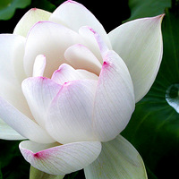 ��������: �����ɻ�