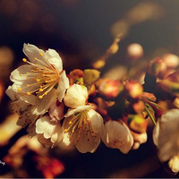 Zhangchao��s �����Ļ����ݲ�