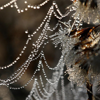 ����Ψ������¶��Ӱ