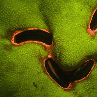 �캣�ײ�ɫ�ʰ�쵵ĺ�������