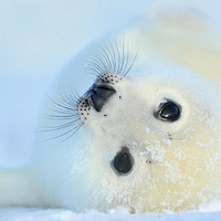 �¹���ӰʦWerner Bollmann�ĳ��ȶ�ֲ����Ӱ��Ʒ