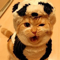 ��������Ϯ����Щ�������Сè��