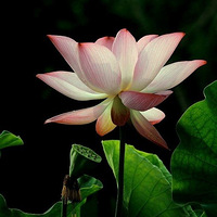 ���������Ⱦ�������������