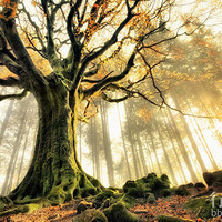 ��Щ�����������ľ���