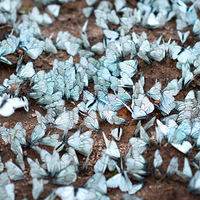 è����������շ��� ���Ⱥ����