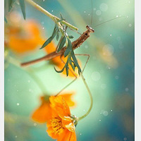 ΢�ྵͷ�����������׵����