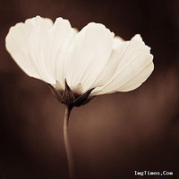 �������ŵĴ�������