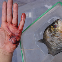 ��������ʳ����ͻϮ2�� ��������Ѫ��ģ��