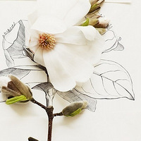 Kari Herer:������廭����Ӱ