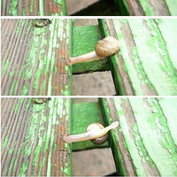 ˡж˵Ƭ벻ҪٰĹڳ