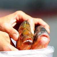 ��������Ƹ��������ղ�ʳ����