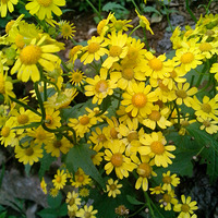 �ٰ������ȥ��