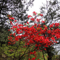 ����¿�ҿ���--����5�·ݵĶž黨--Ѱ�һ�ɫ֮��