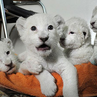 �ڿ����ƺ�ĸʨ�������°�ɫ����