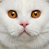 è�䡰֤���ա����ȷ���Ŀɰ�è��