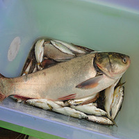 7.22ǧ�����ȼٷ�ż��