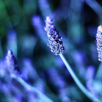 ������ǰһ����������Ӱ