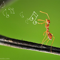 �ɰ��鶯�ľ���΢����Ӱ