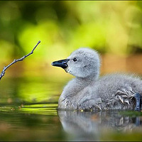 ����ϵ�ɰ�����