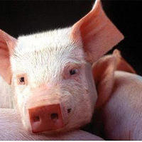 ������������Ƿ���