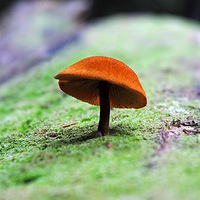 ����ɭ�֣�����������Ģ�������Ƕ����꼾��ľ���