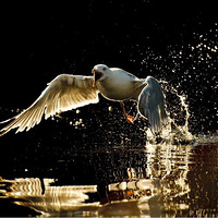 ����ƪ���ٶ��뼤�顱