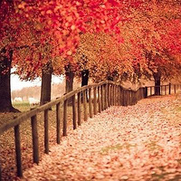 �ʻ���ӵ����ľ���ƣ�����С·��Ӱ