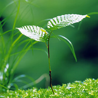 �������������ⰻȻ��ֲ����Ӱ