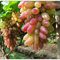 ����ָ��������