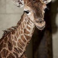 ����¹���������ѧ����ĸ������