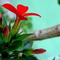  ��ɫ���ٻ�