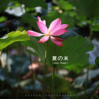 ��ĩ�����Ӿ��ռǡ� 85/1.8������