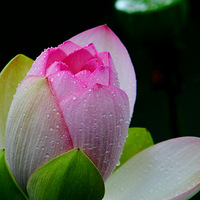 �����ļµ���������