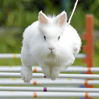 �¹�С���ӿ������� ��̬ʮ�㻬���ɰ�