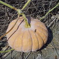 ����ʮ�¹�������Ͽ��ɽɫ--------------��齲�����ũ��