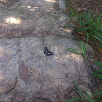 �����²�һ����ֲ��԰