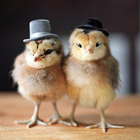 ��ӰʦΪС������ñ�Ӵ���ʮ��