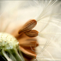 �㼯���ֹ�Ӣ��ľ�͸¶ˮ