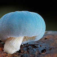 �����ɰ���������ɫ��СĢ��