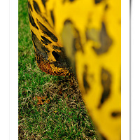 ���ξ�*����