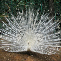 ��ȸ�������������������ഺ��ֻΪ���㳤���棡