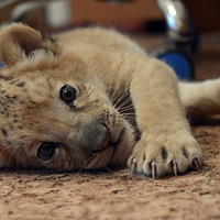 ����˹һ����԰����������ֻ��ʨʨ���� 