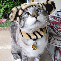 һֻ�����۵�è