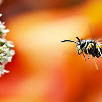 ΢���ĻƷ�����һ�棺����˱����Ҷ��ѿ