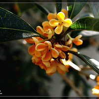 �����͹������