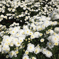 ʮһ��Ҷ³�ȥ�ɣ�С���һؼҲɻ���