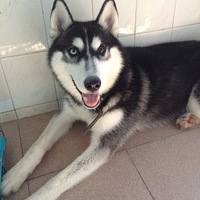 �����ȼ��Ӱ�-6�ࡿ���Ƴɳ��ǵ��嵯�������ƺ�ɵ�����Ҹ�����